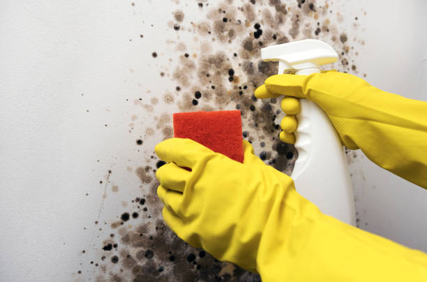 Best Mold Testing  in Double Oak, TX